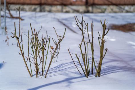rosier taillé proprement en hiver