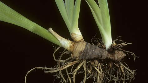 Iris nains botaniques dans une rocaille