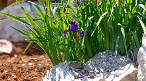 Outils pour l'entretien des iris