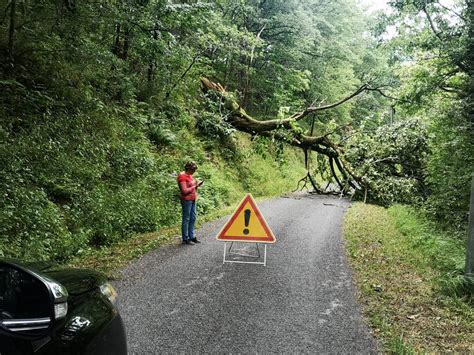 Arbre tombé sur la route