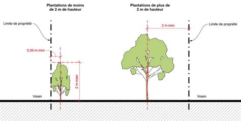 Arbre et limites de propriété