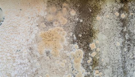 Moisissures sur un mur
