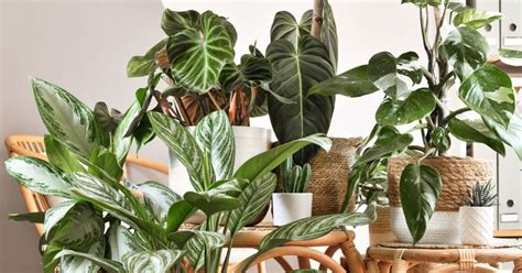 Plantes dépolluantes et déshumidifiantes