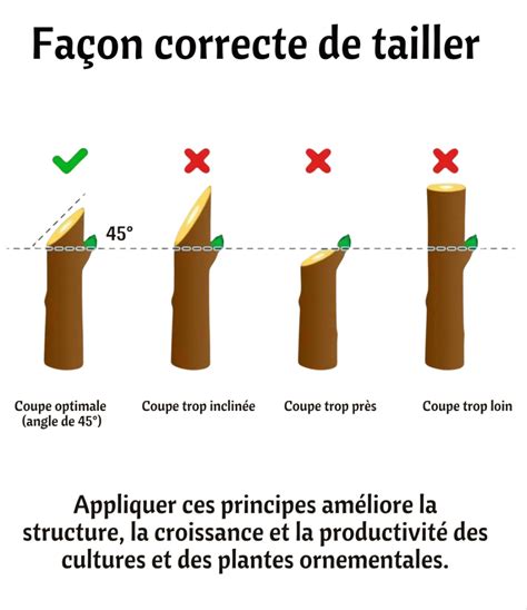 Schéma explicatif de l'angle de coupe idéal de 45 degrés pour une cicatrisation optimale des végétaux