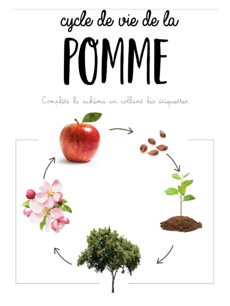 Infographie sur le cycle de vie de la pomme de terre et sa multiplication