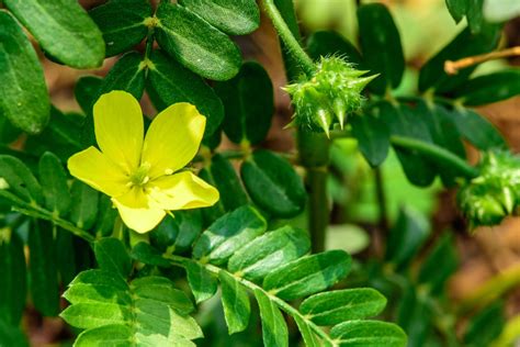 Image d'une plante de Tribulus terrestris avec ses fruits épineux