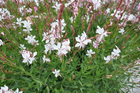 Gaura lindheimeri en fleurs dans un jardin