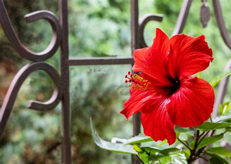 emplacement lumineux pour hibiscus