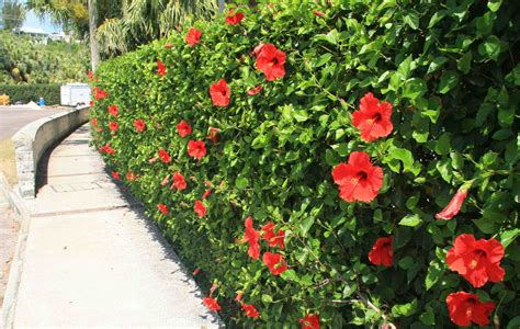 jardin avec hibiscus