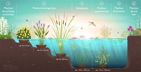 Bassin avec plantes aquatiques