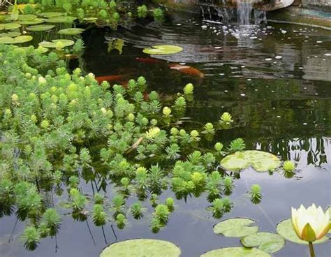 Plantes oxygénantes et ornementales