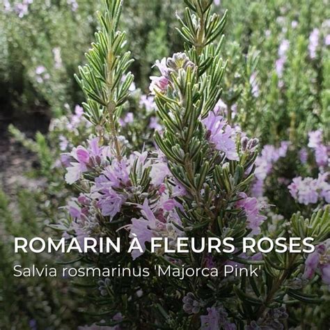 Garrigue provençale avec du romarin en fleurs