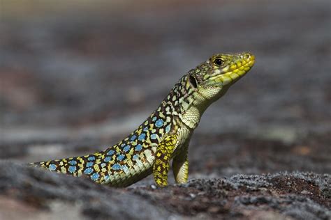 Lézard ocellé sur une roche des Calanques