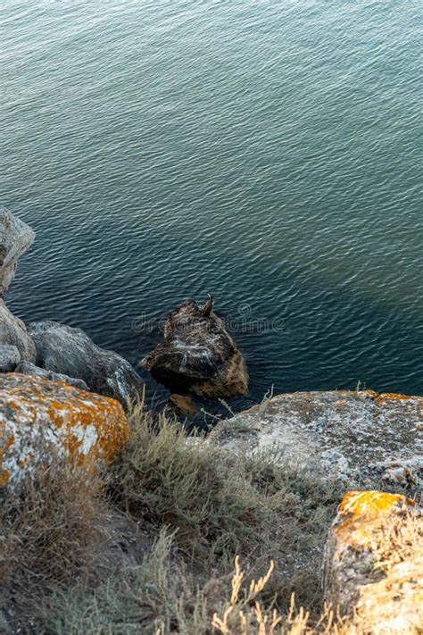 Cormoran huppé sur un rocher au bord de la mer