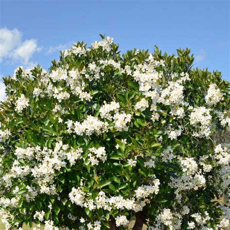 Illustration comparative de l'Eucalyptus, l'Oranger du Mexique et le Cerisier du Japon