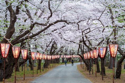 Champ de Cerisiers du Japon en pleine floraison printanière
