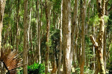 Forêt d'Eucalyptus avec leurs troncs distinctifs