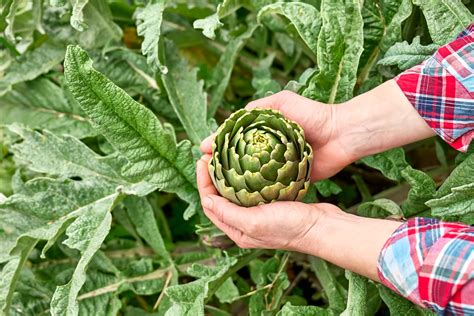 jardin d'artichauts avec des pieds en croissance