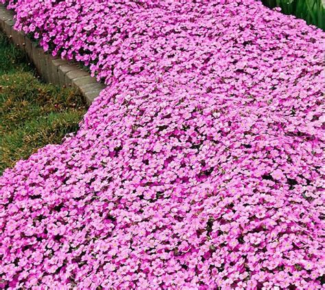 jardin avec tapis de plantes couvre-sol en fleurs