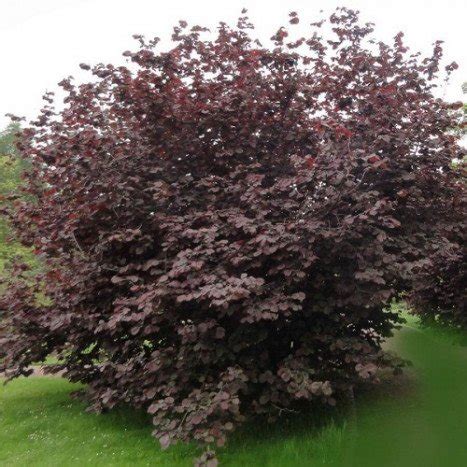 Illustration du feuillage pourpre du Corylus maxima 'Purpurea' au printemps