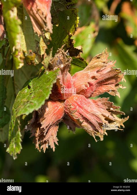 Gros plan sur les noisettes pourpres du Corylus maxima 'Purpurea' à maturité