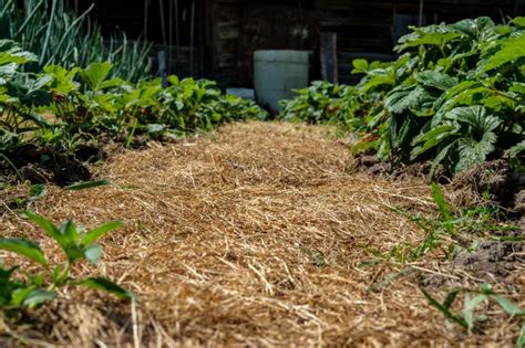 Paillage épais avec du foin sur une plate-bande