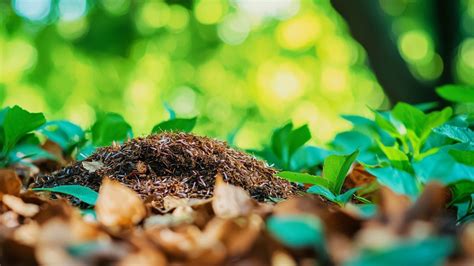 Économie d'eau grâce au paillage
