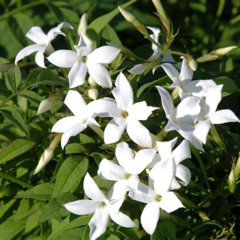 Fleurs de jasmin officinal
