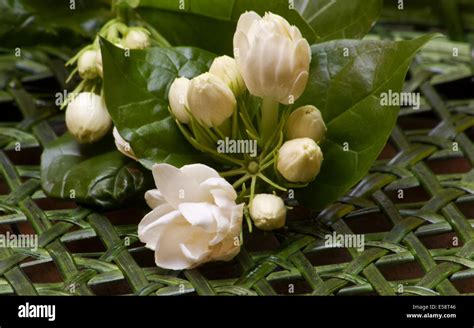 Fleurs de jasmin sambac