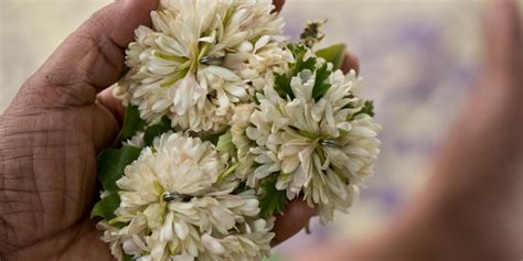 Cueilleuses de fleurs de jasmin à l'aube