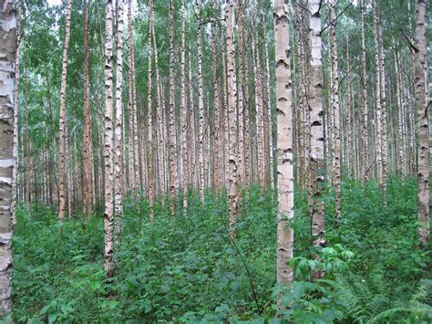 Betula nana en milieu naturel