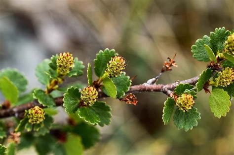 Bonsaï de Betula nana