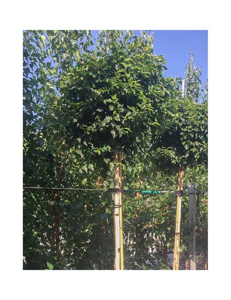 Betula pendula 'Magical Globe' dans un jardin