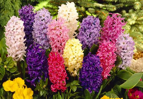 Jacinthes de différentes couleurs