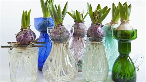 Bulbes de jacinthe en vase à forcer