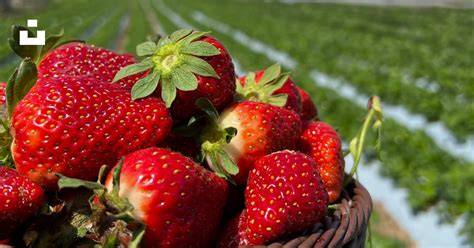 Panier de fraises fraîches dans un champ