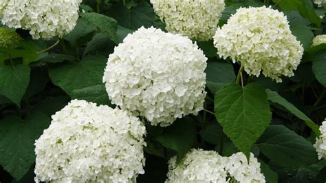 Hortensia blanc en pleine floraison