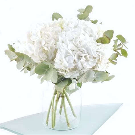 Différentes compositions florales d'hortensias blancs