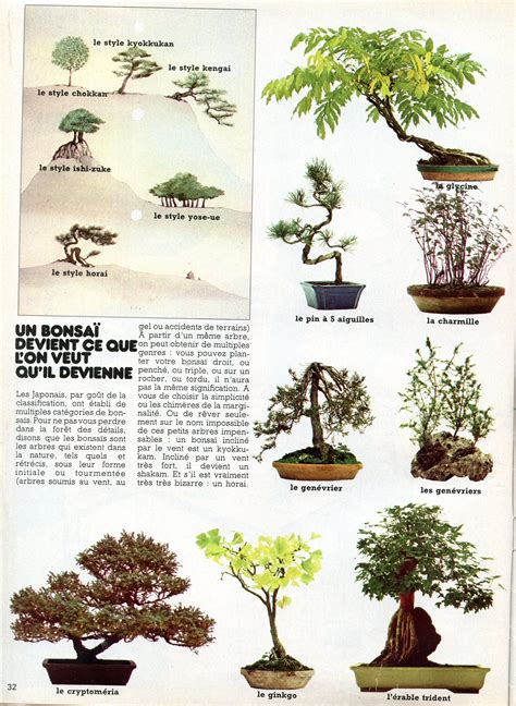 Différents types de bonsaïs et leurs environnements