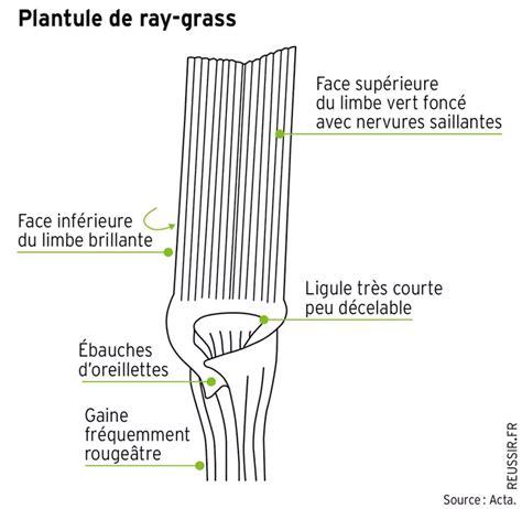 Schéma d'identification du ray-grass