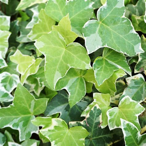 Illustration de diverses variétés de lierre Hedera helix