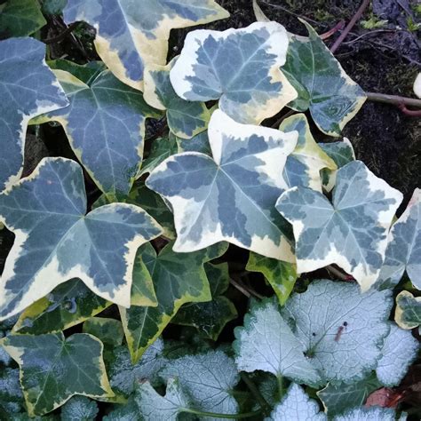 Gros plan sur un feuillage de lierre panaché de vert, blanc et gris