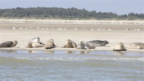 Piquets de bouchots en Baie de Somme