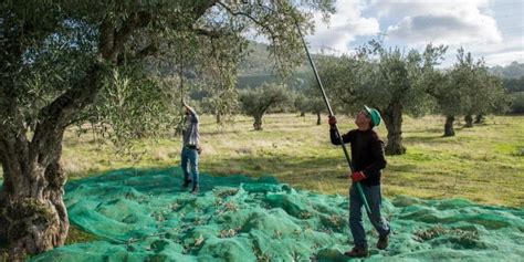 Cueillette d'olives participative