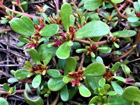 Plante de pourpier en gros plan