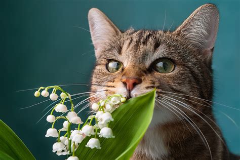 Illustration chat muguet