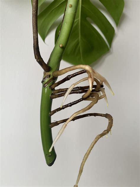 Un vase transparent avec une bouture de Monstera Adansonii en train de développer des racines.