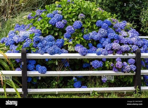Hortensia bleu en pleine floraison
