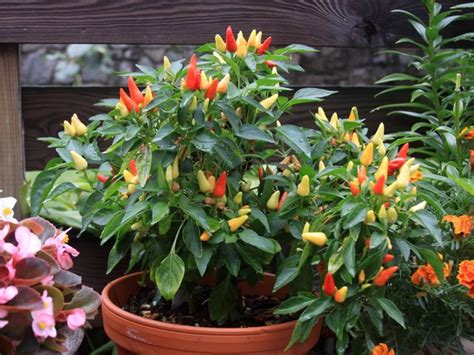 Plant de piment en fleur