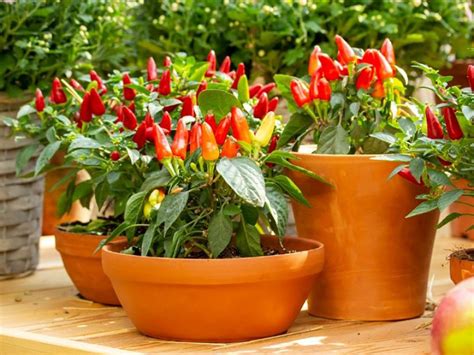 Plants de piments en pots